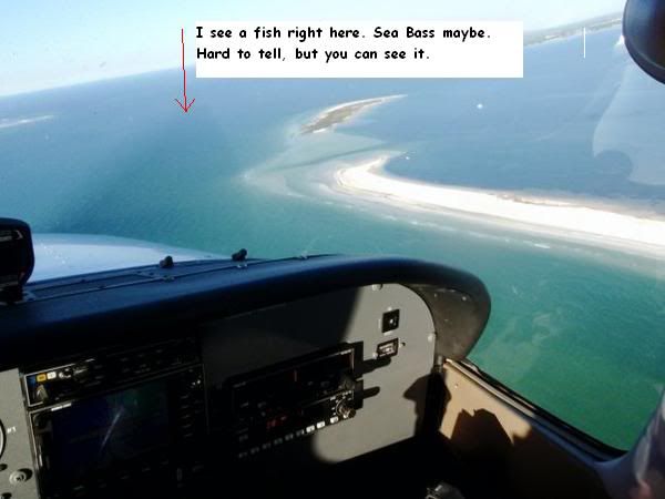 Flyingfish1.jpg