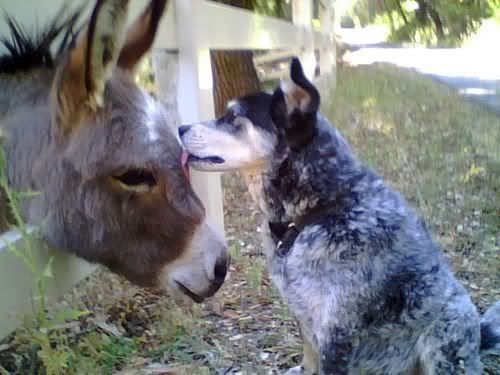 dog donkey
