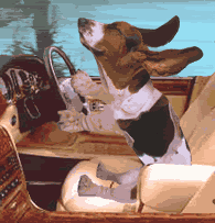 driver dog Pictures, Images and Photos
