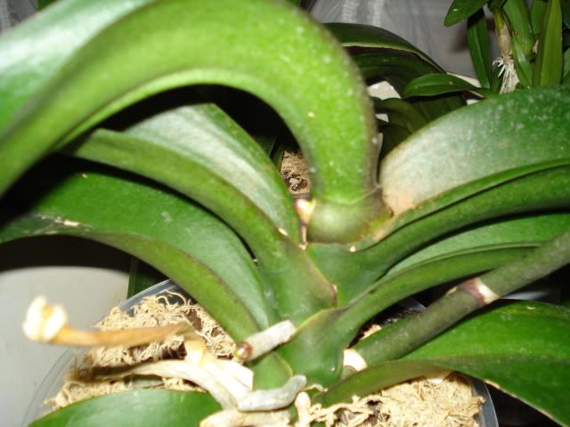 DSC00051phal.jpg