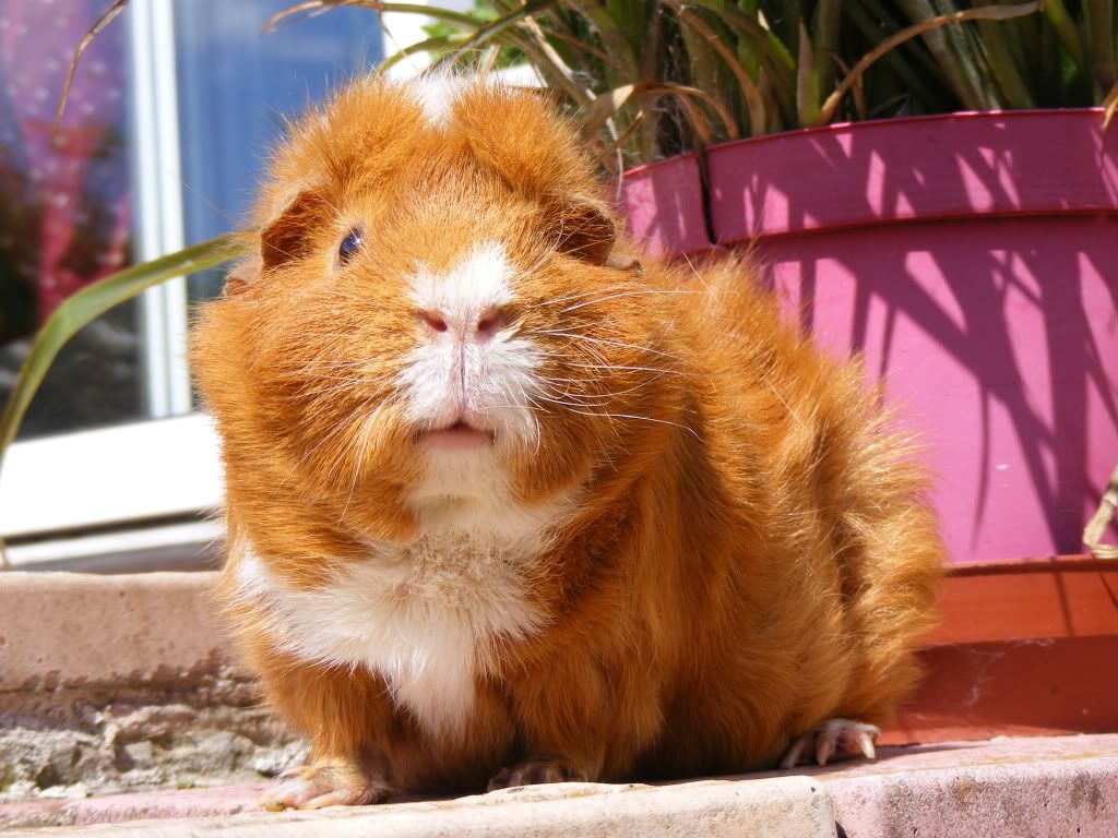 Scott the Guineapig