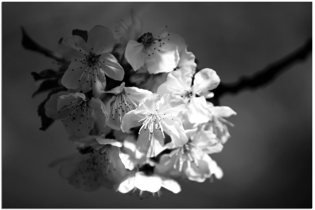 IMAGE: http://i220.photobucket.com/albums/dd141/walwop/blosom_BW.jpg