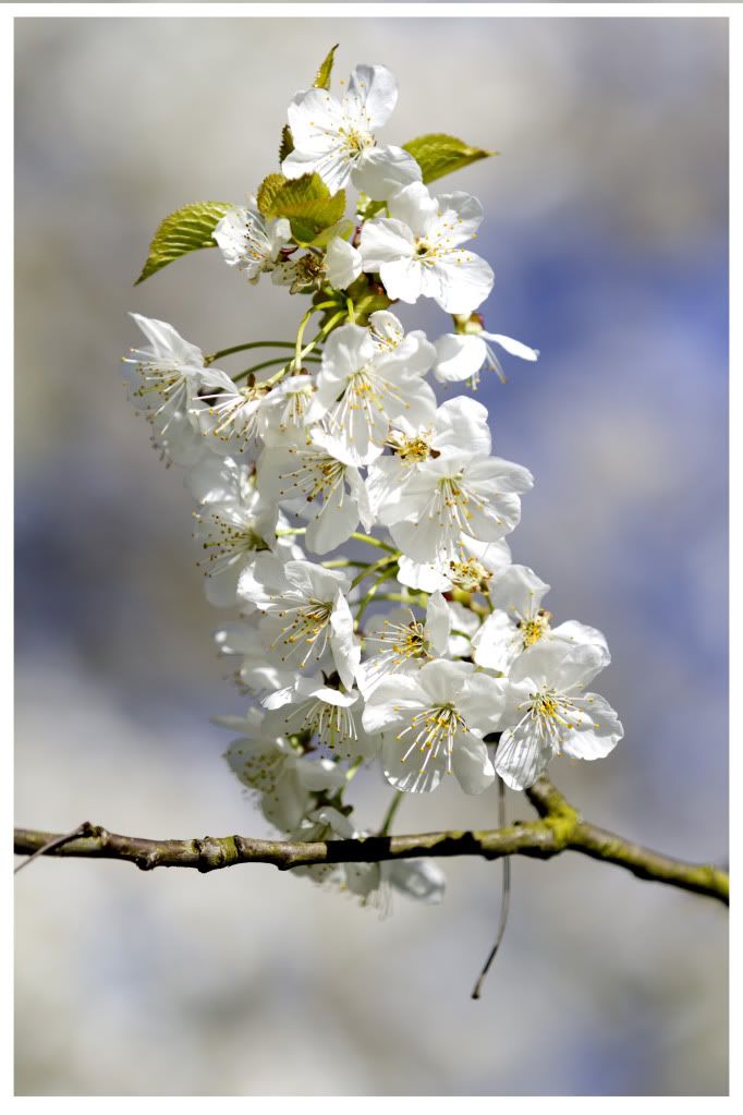 IMAGE: http://i220.photobucket.com/albums/dd141/walwop/blossom.jpg