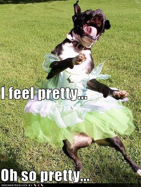 funny dog pictures. funny dog pictures feel pretty