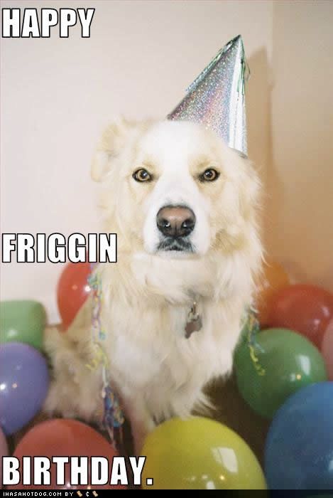 funny birthday dog pictures. irthday dog Pictures, Images