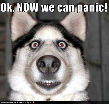 funny-dog-pictures-now-panic.jpg