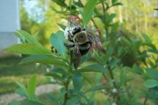 Bees teach us to seek the nectar