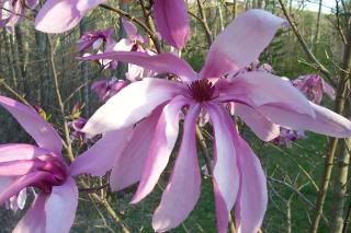 Incredible magnolias