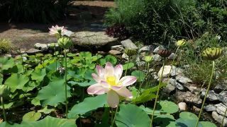 Lotus flower to remind us of Goloka Vrindavan! photo 10411772_10202439213117061_10589983_zps071dc2b7.jpg