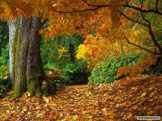 Autumns beauty'