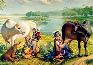 Balarama and Krishna milk cows
