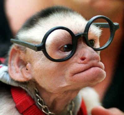  photo Monkey and glasses 2_zpsyp9kujoa.jpg