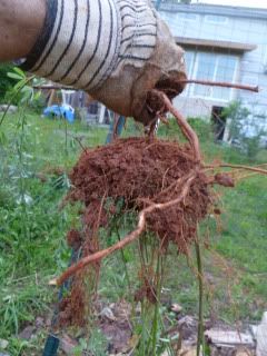 Weed roots