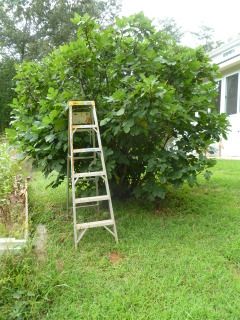 Ever expanding fig tree