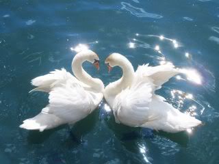 Beauty of Swans