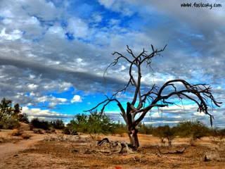 colorful desolate tree photo desolatetree_zps253cd4db.jpg