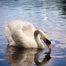 Swan drinking