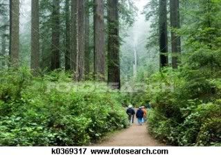 Tourists in the Redwoods
