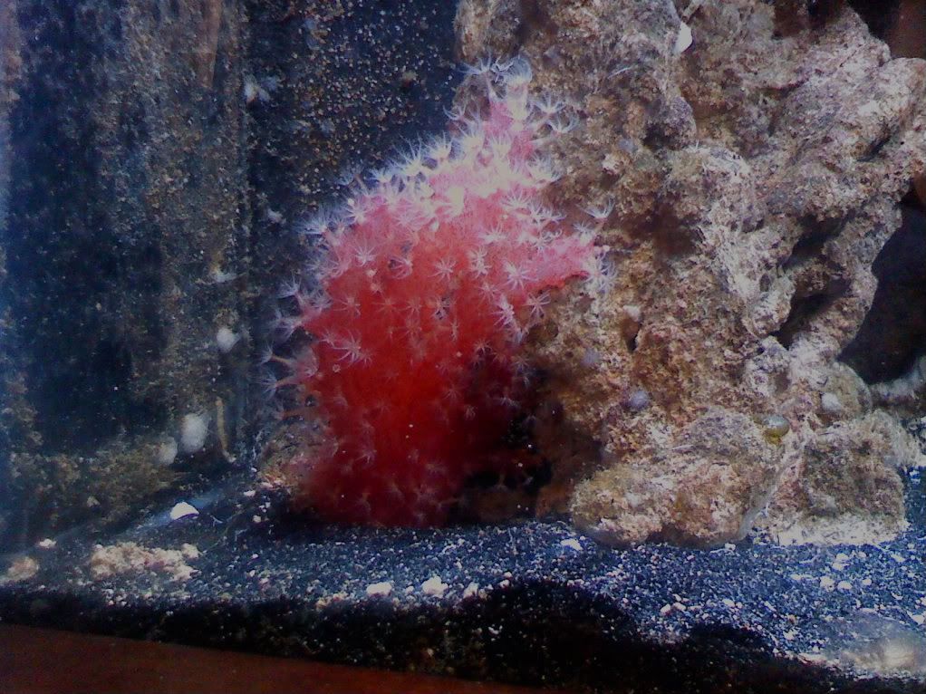 0520011219 - chilli coral