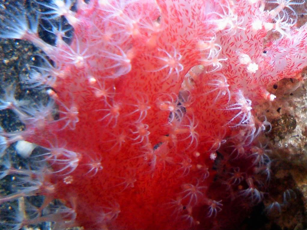 0520011221 - chilli coral