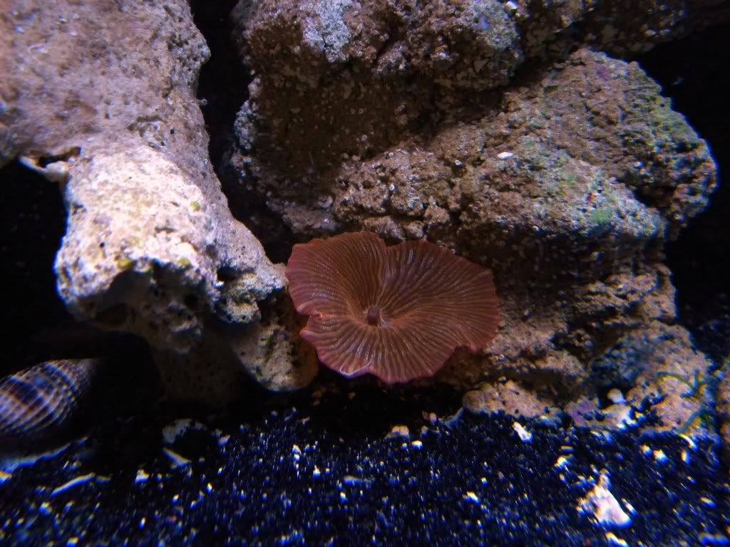 DSCN1094 1 - My Mini Reef