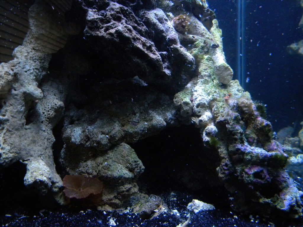DSCN1097 1 - My Mini Reef