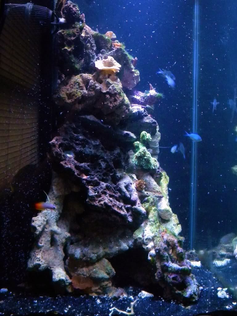DSCN1098 1 - My Mini Reef