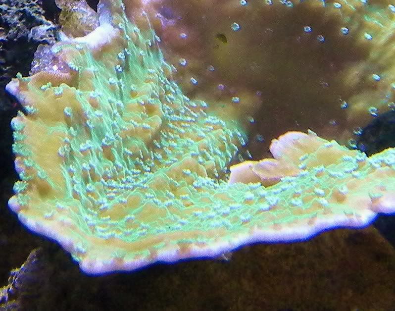 DSCN1099 1 - My Mini Reef