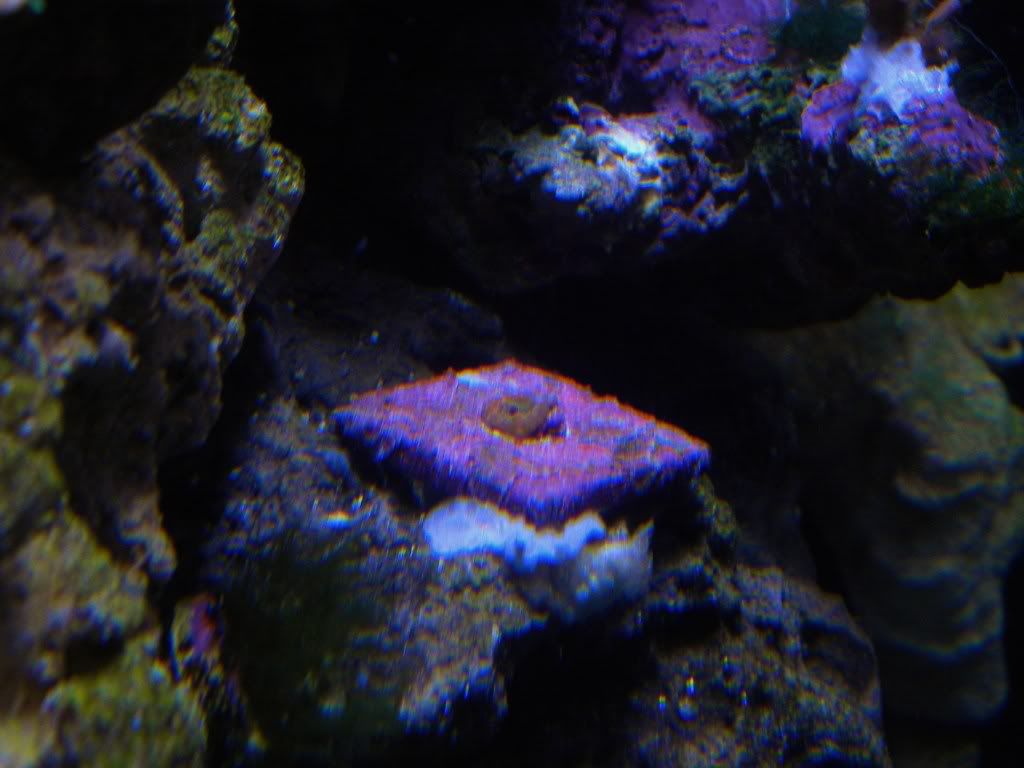 DSCN1101 1 - My Mini Reef