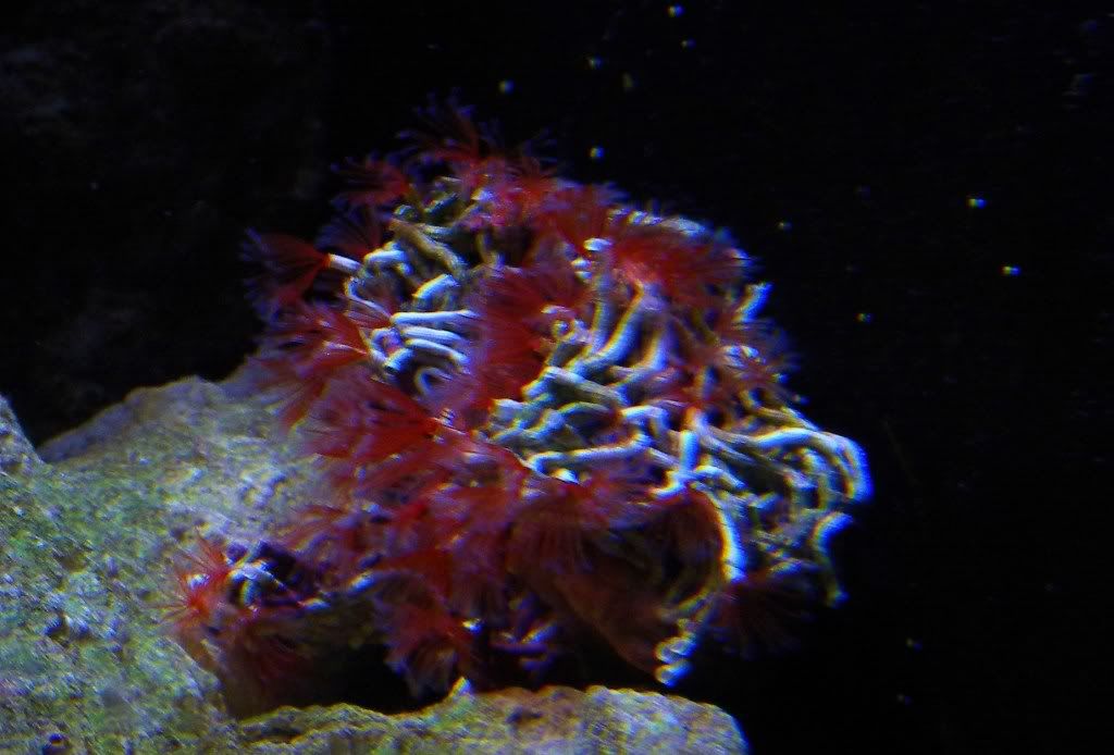 DSCN1107 1 - My Mini Reef