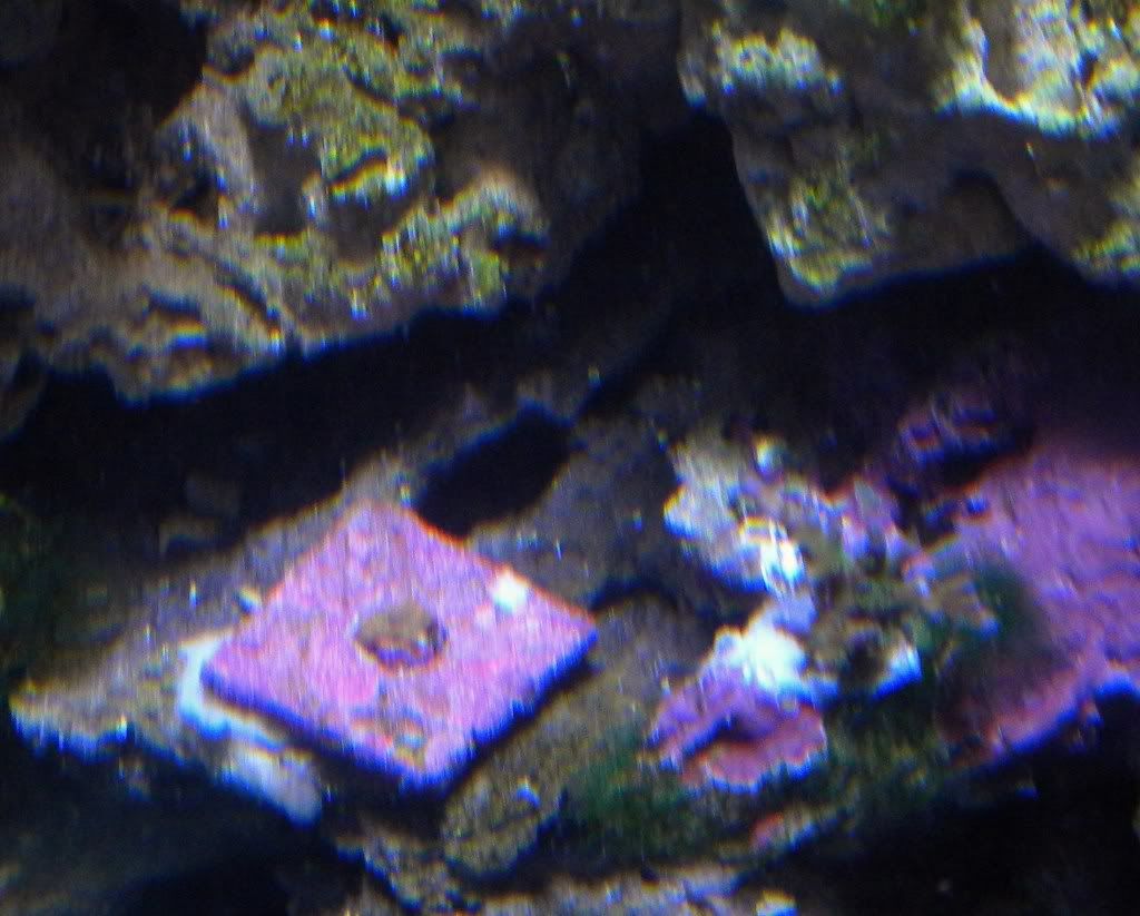 DSCN1109 1 - My Mini Reef