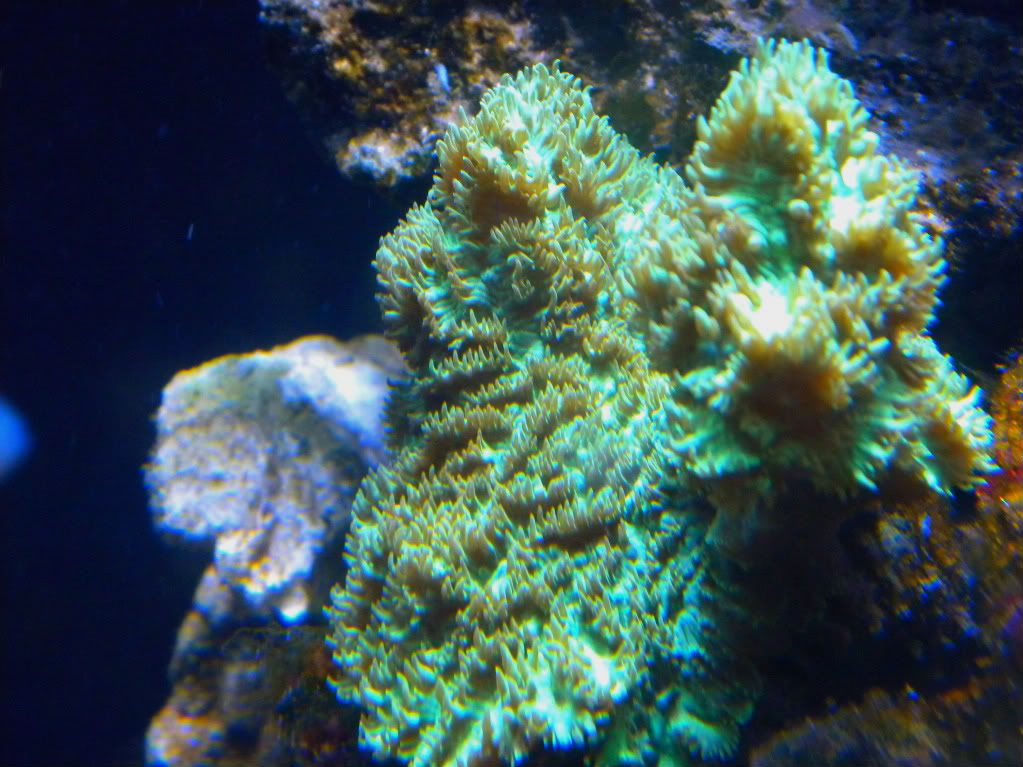 DSCN1711 - My Mini Reef
