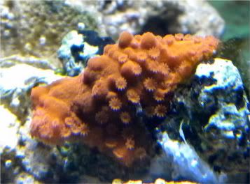 DSCN1713 - My Mini Reef