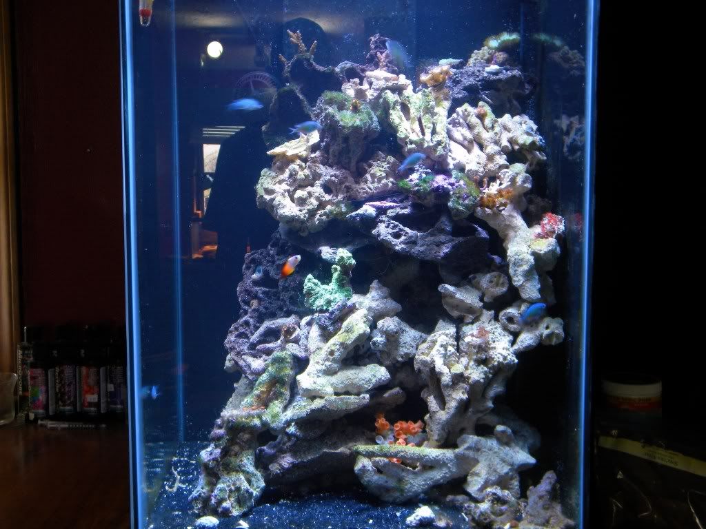 katescamnov2010162 - My Mini Reef
