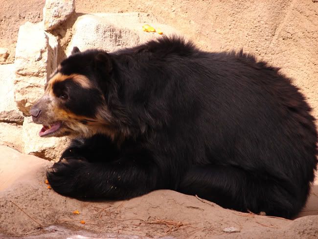 bear.jpg