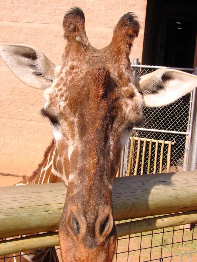 giraffe.jpg