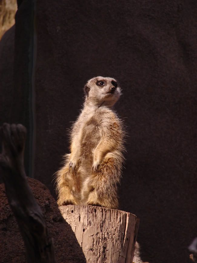 meercat.jpg