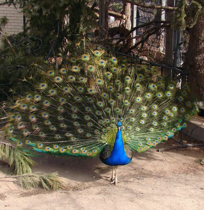 peacock.jpg