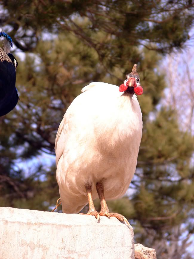 peacockgirl.jpg