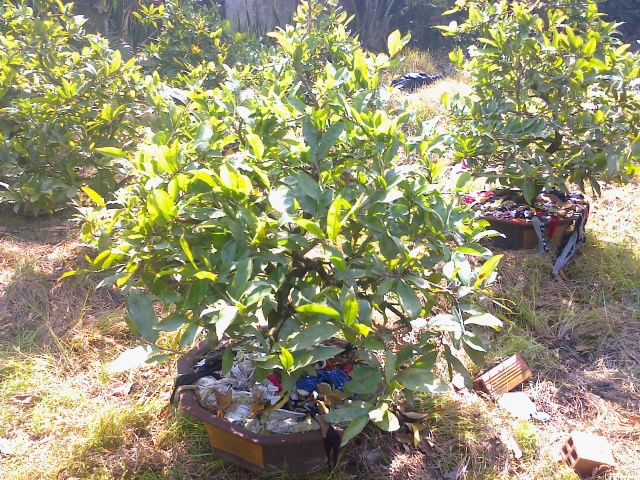 Mai chưng Tết Ất Ngọ - Mai ghép tuyệt đẹp giá gốc - 10