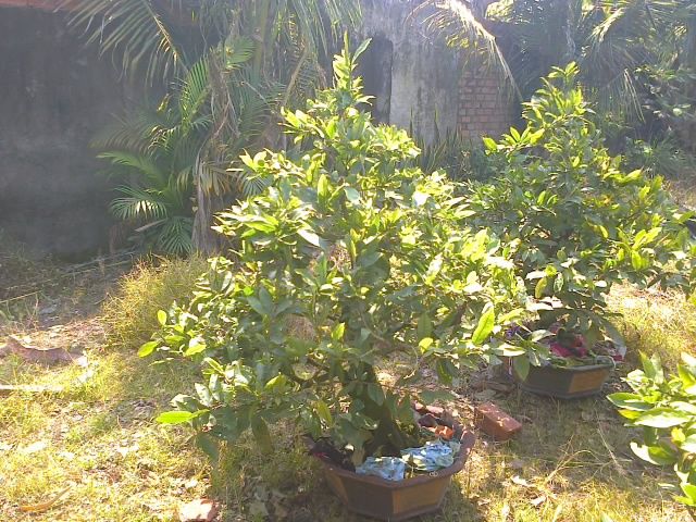 Mai chưng Tết Ất Ngọ - Mai ghép tuyệt đẹp giá gốc - 9