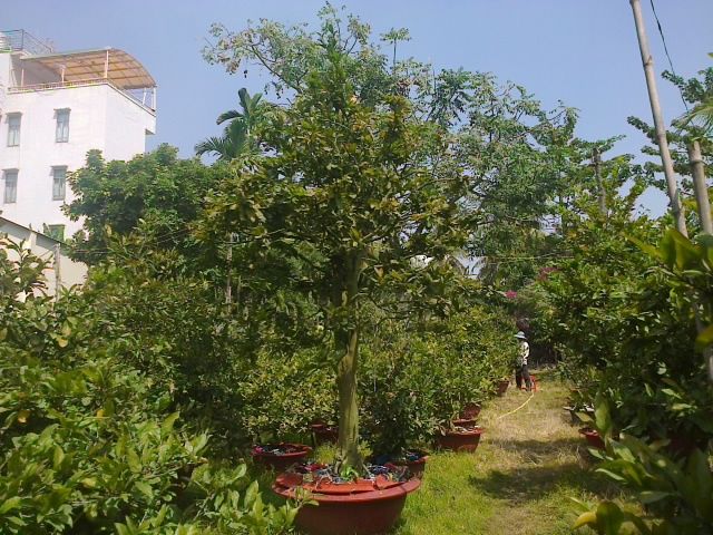 Mai chưng Tết Ất Ngọ - Mai ghép tuyệt đẹp giá gốc - 8