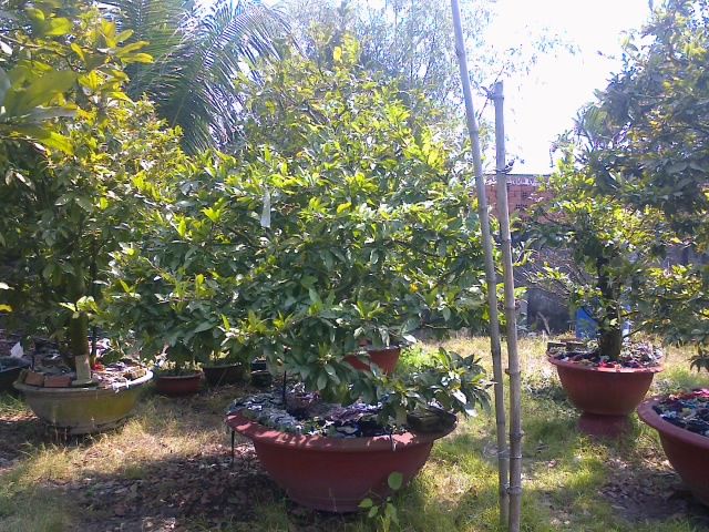 Mai chưng Tết Ất Ngọ - Mai ghép tuyệt đẹp giá gốc - 5