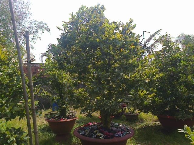 Mai chưng Tết Ất Ngọ - Mai ghép tuyệt đẹp giá gốc - 6