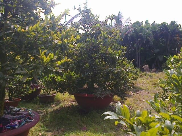 Mai chưng Tết Ất Ngọ - Mai ghép tuyệt đẹp giá gốc - 3