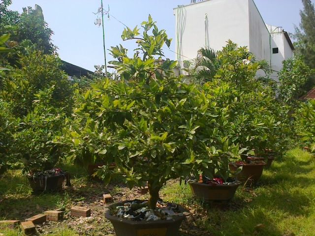 Mai chưng Tết Ất Ngọ - Mai ghép tuyệt đẹp giá gốc - 1