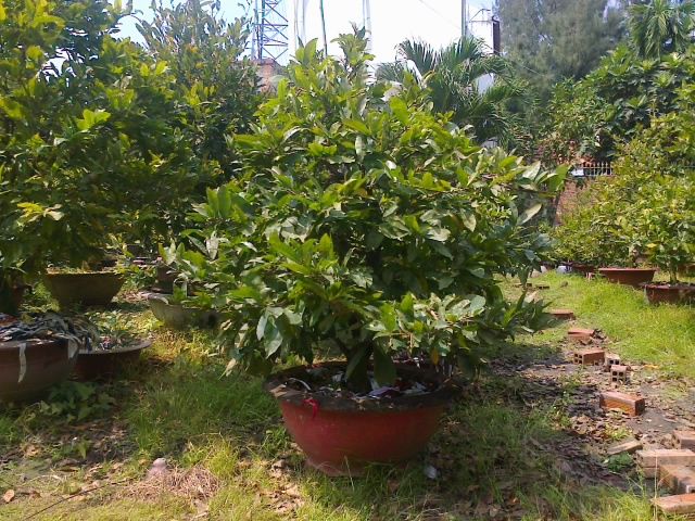 Mai chưng Tết Ất Ngọ - Mai ghép tuyệt đẹp giá gốc - 2