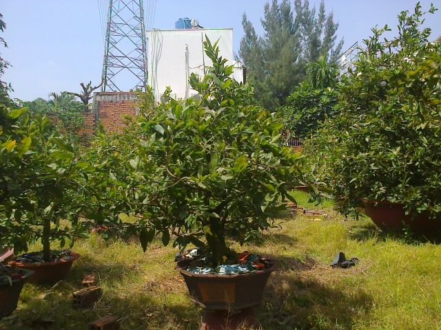 Mai chưng Tết Ất Ngọ - Mai ghép tuyệt đẹp giá gốc - 4