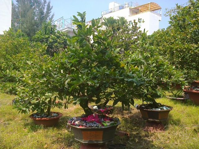 Mai chưng Tết Ất Ngọ - Mai ghép tuyệt đẹp giá gốc