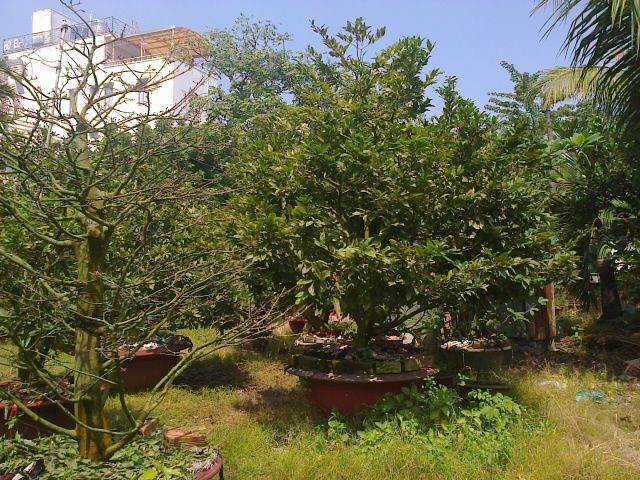 Mai chưng Tết Ất Ngọ - Mai ghép tuyệt đẹp giá gốc